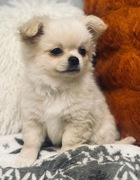 Bardzo inteligent chłopczyk chihuahua długowłosy jasnokremowy ZKwP FCI