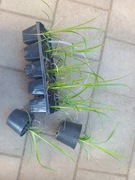 Turzyca Graya trawa ozdobna gwiazdki