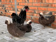 białoczub czekoladowy i 30 ras jaja lęgowe i ptaki