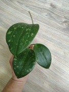 Hoya macrophylla Snow Queen 