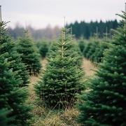 Świerk pospolity cięty –HURT–DETAL– Choinki 150-300 cm |PLANTACJA SOLDANY