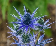 Mikołajek płaskolistny dwie sadzonki