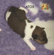 Foksterier szorstkowłosy piesek bicolor ZKWP FCI