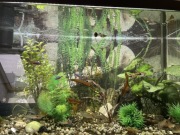 Akwarium 140l z akcesoriami