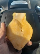 Brukiew jadalna 10 kg karpiel zapomniane warzywo