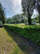 Zdrowe sadzonki Buka 100cm Pospolitego na żywopłot i zalesienie 