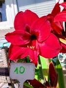 Zwartnica, Amarylis nr 10 obwód 12+cm