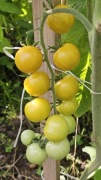 Pomidor Gobstopper zielony. NASIONA