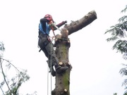 Wycinka drzew Poznań, Smochowice, Przeźmierowo,Grunwald, Skórzewo