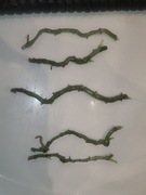Philodendron Silver ogryzki