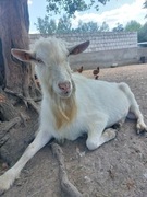 Oferuje krycie kozlem saaneńskim 