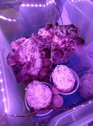 Grzybnia shiitake - Twardziak japoński