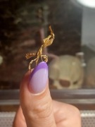 Phyllocrania paradoxa– modliszka liściogłowa L2 i L3 + GRATISY/ straszyki