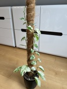 Epipremnum Pinnatum Marble