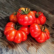 Pomidor Costoluto di Parma nasiona kolekcjonerskie