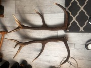 Poroże jelenia para + pojedyncze 