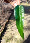 Cięta Hoya onychoides 