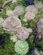 Pinguicula esseriana - Tłustosz mięsożerny