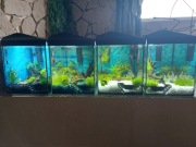 Akwarium 4 sztuki po 30L Krewetkarium lub rozmn. żyworódek. dł40/wys30/sz25