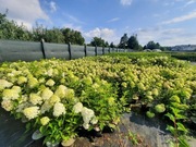 Hortensje bukietowe HURT DETAL 3-letnie sadzonki pojemnik 3-litrowy