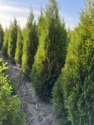 tuje szmaragd wys. do 140cm