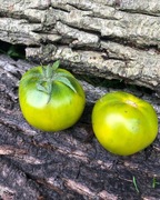 LIME GREEN SALD  Pomidor Kolekcjonerski 