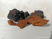 Czaga błyskoporek podkorowy huba brzozowa 