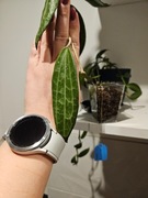 Hoya jasper blink cięta 