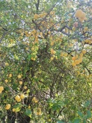 Dżem z mirabelek żółtych 10% cukru. 300g. {3,50zł/100g}