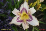 Hemerocallis / Liliowiec: Destined to See
