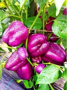 IKO IKO Słodka papryka Blok Fiolet kolekcjonerska