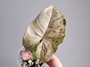 Syngonium kolekcjonerskie Pink Spot Marble Double w hydroponice 