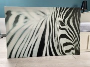 Duży obraz ścienny zebra 78 x 118 cm płótno