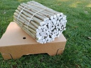 Sadzonki sztobry topoli energetycznej 100 sztuk