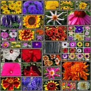 MAXI KOLEKCJA KWIATOWA - 30 opakowań - która upiększy każdy ogród.