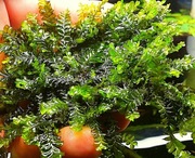 Mech Cameroon Moss Rarytas