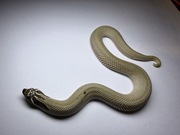 Wąż zbożowy Heterodon arctic superconda het albino SAMICA okazja
