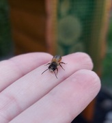 Murarka Ogrodowa - kokony 50 szt. +15% gratis + pudełko wylęgowe + glina