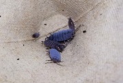 Porcellionides pruinosus "Powder blue" hurt 50 szt. 