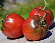 Pomidor Dwarf Purple Heart nasiona kolekcjonerskie