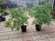 Aksamitka wysoka 10sadzonek