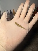 Jaskółka 5cm zielona 10szt.