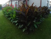 CANNA KANNA PACIORECZNIK 