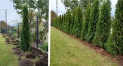 Tuja Szmaragd - tuje 180-270 cm gotowe na żywopłot - kompleksowa obsłga.