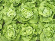 ROZSADA SAŁATA HUMIL SEZON 2026