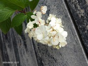 Hortensja grandiflora