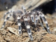 Acanthoscurria geniculata 1,5 dc