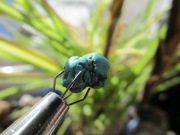 Turmalin , Turkus - zestaw minerałów #1