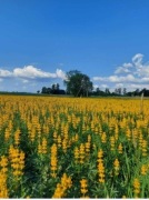 Łubin żółty szerokolistny mister ostatnie 5kg