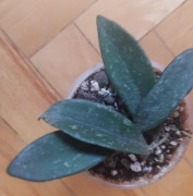 Hoya thomsonii hoja